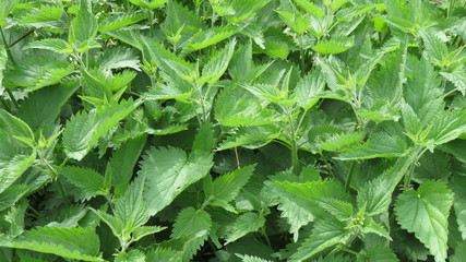 Green nettles background