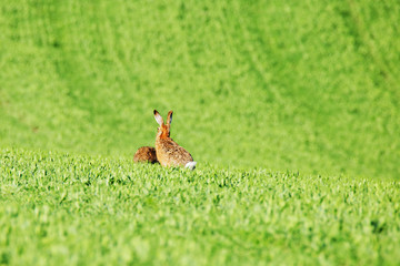 Hares on green field