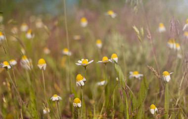 Flowering daisies in a field on a sunny day.