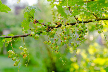 ripening branch of red currant in spring garden
