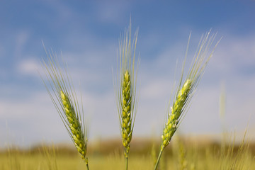 Spikelets of wheat in a field on a sunny day.