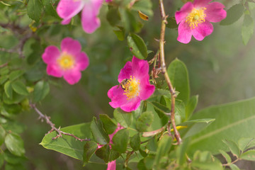 Wild in a field blooming rose.