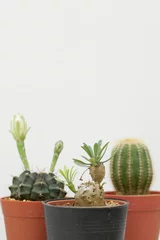 Zelfklevend Fotobehang Cactus in pot cactus, groep van verschillende soorten cactus en succulent Euphorbia samengesteld in huis tuin hobby