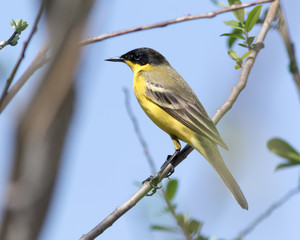 Black-headed Wagtail (Motacilla feldegg, Motacilla flava feldegg