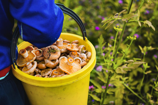 Gardener gathering mushrooms in bucket