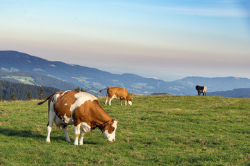 Fototapeta na wymiar Kühe auf der Almweide, Sommer