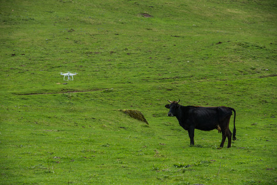 Funny picture modern RC Drone Quadcopter with camera flying on green field in front of a curious cow