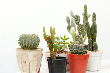 cactus, group of various type cactus and succulent Euphorbia put together in house garden hobby