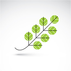 Spring ash leaf, botany and eco flat image. Vector illustration