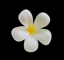 Fototapeta na wymiar frangipani flower isolated on black background