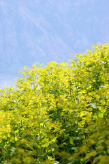Obraz premium Flowering plants in the spring forest