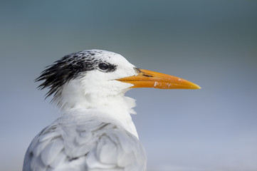 A close up portrait of a Royal Tern showing off its large orange beak in soft overcast light.