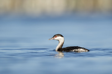 A Horned Grebe floats lazily on the surface of the calm blue water on a bright sunny afternoon.