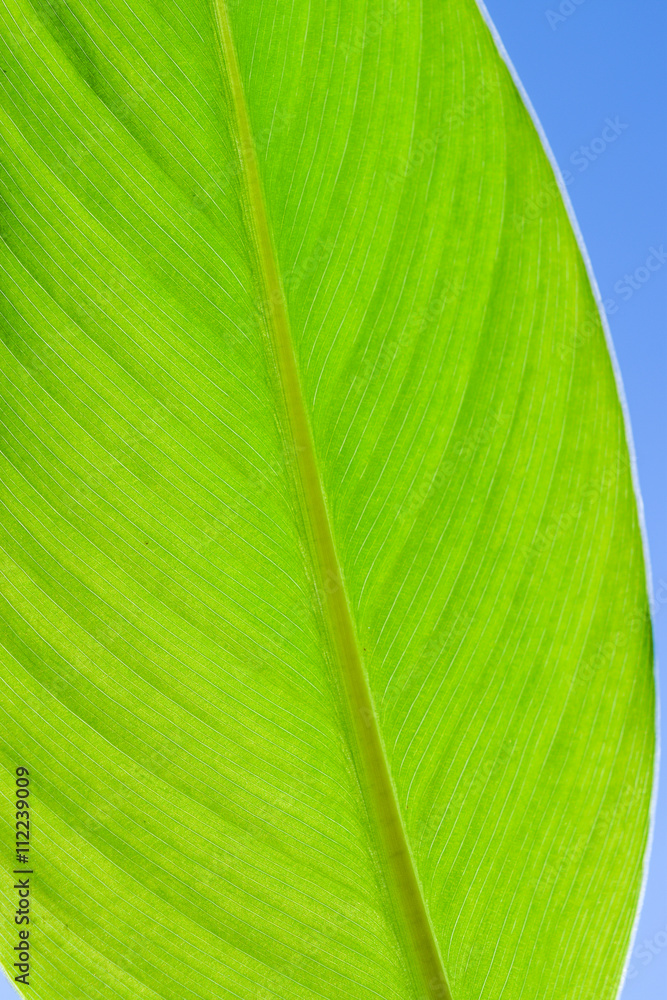 Wall mural bright green fresh leaf close-up on blue sky background vertical