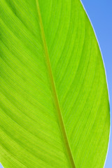 Fototapeta premium bright green fresh leaf close-up on blue sky background vertical
