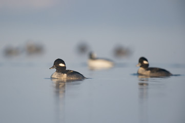 A female Bufflehead swims in front of others on a calm foggy morning with a reflection of the ducks.