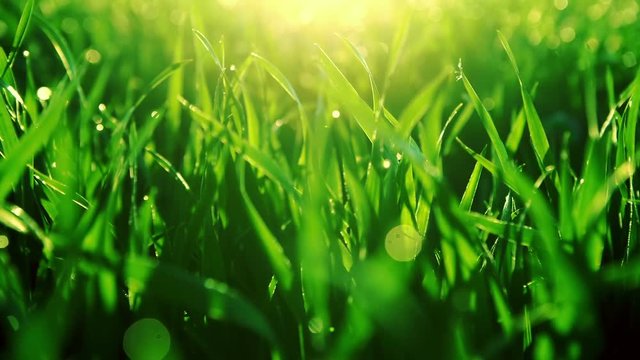 Bright vibrant green grass close-up. RAW video record.