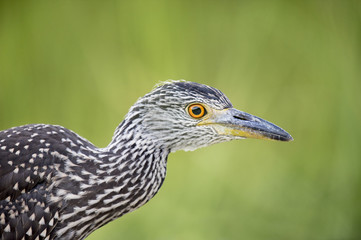 A juvenile Yellow-crowned Night Heron stops in the shade in front of a bright green background.