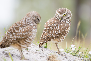 One of a pair of owls looks at the other with an angry stare.