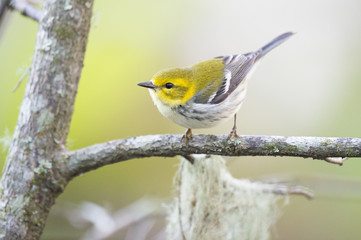 A Black-throated Green Warbler perched on a branch out in the open.