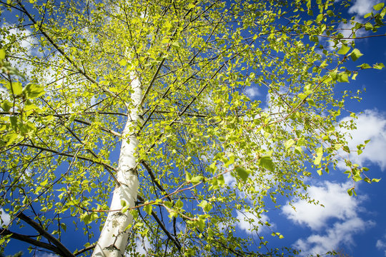 natural background - birch trees with green leaves in fores