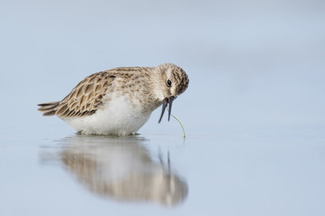 A tiny Least Sandpiper shakes its head as it has a piece of grass in its bill while standing in shallow water with a reflection of the bird.