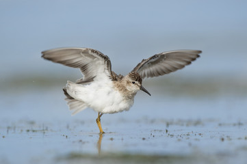 A cute little Least Sandpiper flaps its wings as it stands in the shallow water.