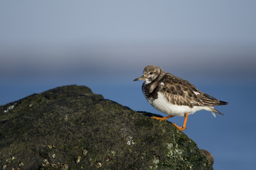 A Ruddy Turnstone climbs up the side of a seaweed covered jetty rock with blue water in the background.