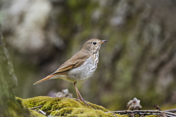 A Hermit Thrush stands on a patch of green moss under the forest canopy.