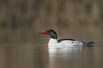 A drake Common Merganser swims along on a calm pond and its bright red beak stands out.