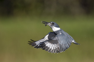 A male Belted Kingfisher flies back up to its favorite perch after a succesful dive for a minnow.