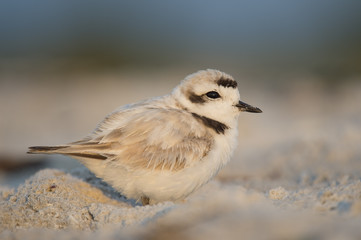 A tiny Snowy Plover sits on the beach sand as the early morning sun lights up the beach.
