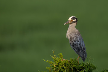An adult Yellow-crowned Night Heron stands on top of a pine tree in front of a smooth green background with a spotlight of early morning sun on its head.