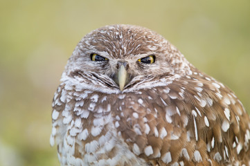 A Florida Burrowing Owl stares right at the camera with its eyes partially closed.
