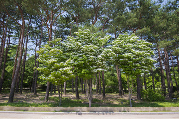 Fototapeta na wymiar SEOUL,South Korea - MAY 24:Korea trees in city. MAY 24, 2016 in