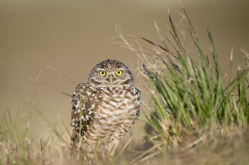 A Florida Burrowing Owl fluffs its feathers out ast it stands next to clump of tall green grass in an open field.