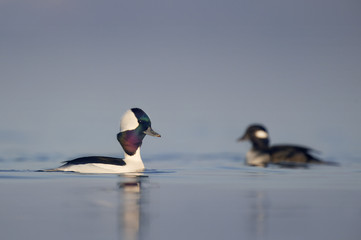 A drake Bufflehead swims along in front of a female as it performs some courtship displays on a calm morning.
