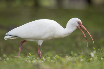 A White Ibis stands in the short grass with worms wrapped around its bill.