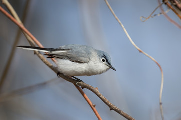 Fototapeta premium A Blue-gray Gnatcatcher perched on a small branch with a blue sky background.