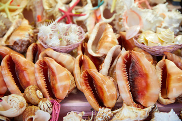 Sea shells and beach souvenirs