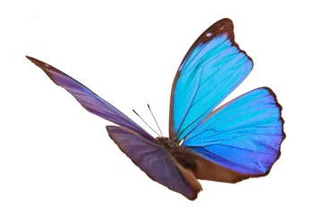 Fotobehang Vlinder Blauwe tropische vlinder.
