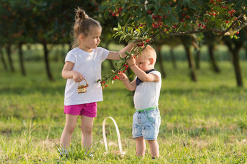 Kids picking cherry