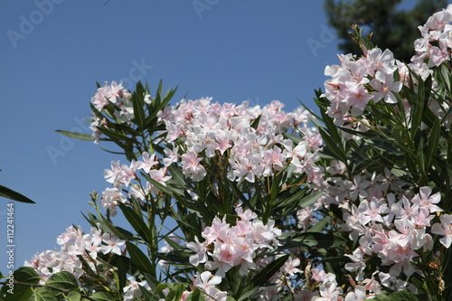 Laurier Rose Fleurs Blanches Photo Libre De Droits Sur La