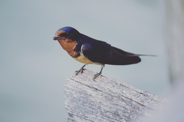 Lovely Barn Swallow