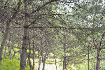 Fototapeta premium SEOUL,South Korea - MAY 24:Korea trees in city. MAY 24, 2016 in