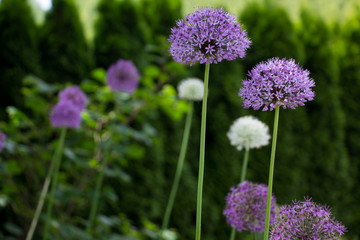 Zierdisteln im Garten