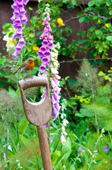 Robin perched on a garden fork handle.
Robin in the garden on a fork handle.