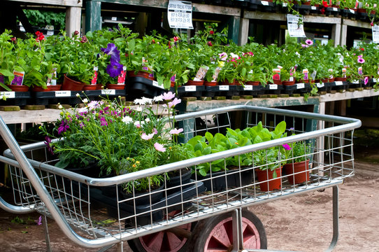 Garden Centre Trolley With Plants.
Plants For Sale On A Trolley In A Garden Centre.