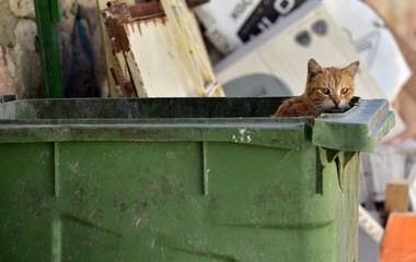 Stray cat in the garbage bin