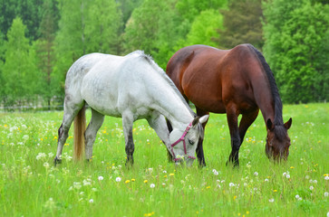 Obraz premium Two horses eating grass